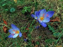 Šafán obecný (Crocus sativus L.)