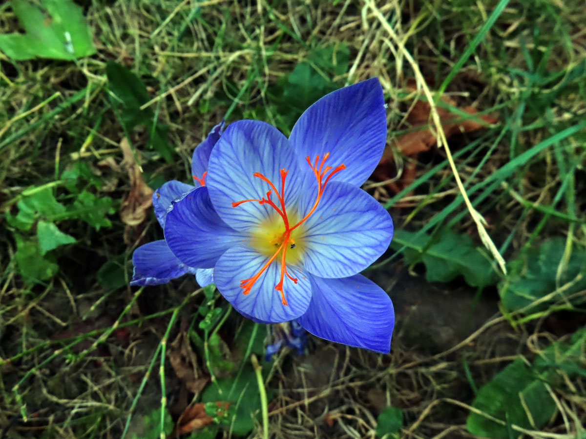 Šafán obecný (Crocus sativus L.)