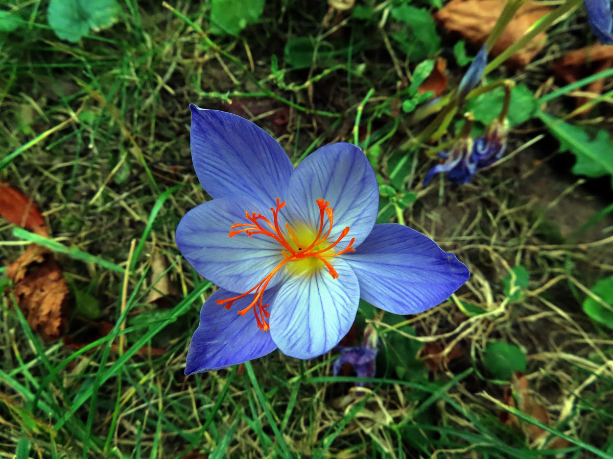 Šafán obecný (Crocus sativus L.)