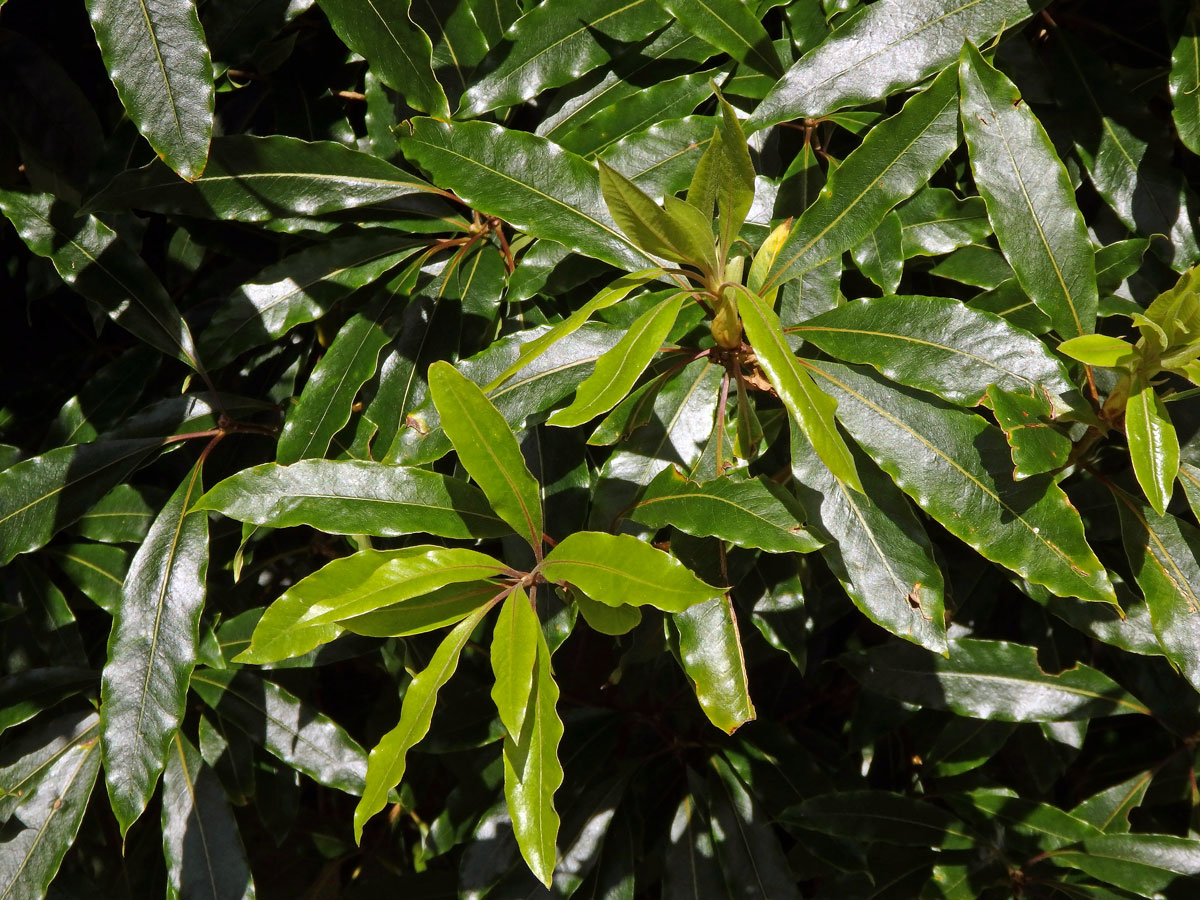 Slizoplod (Pittosporum undulatum Vent.)