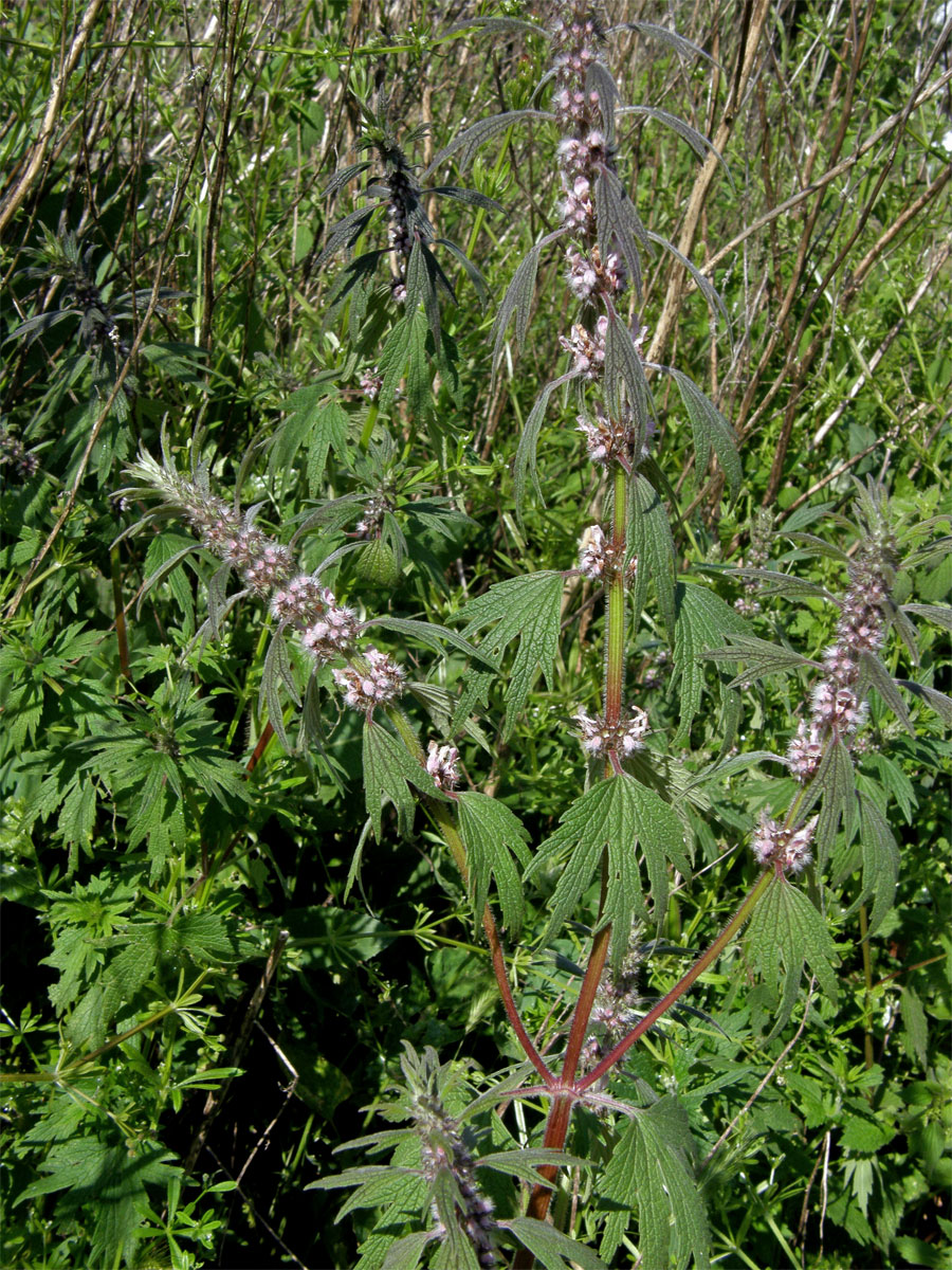 Srdečník obecný (Buřina srdečník) (Leonurus cardiaca L. s. l.)