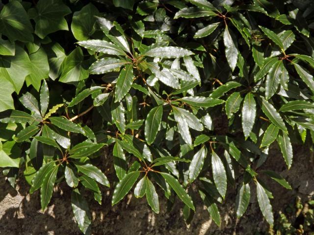 Slizoplod (Pittosporum undulatum Vent.)