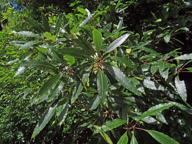 Slizoplod (Pittosporum undulatum Vent.)