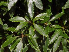 Slizoplod (Pittosporum undulatum Vent.)