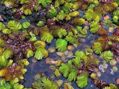 Nepukalka ouškatá (Salvinia auriculata Aubl.)