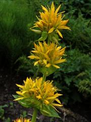 Hořec žlutý (Gentiana lutea L.) 