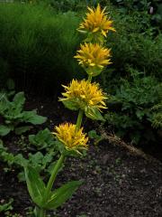 Hořec žlutý (Gentiana lutea L.)