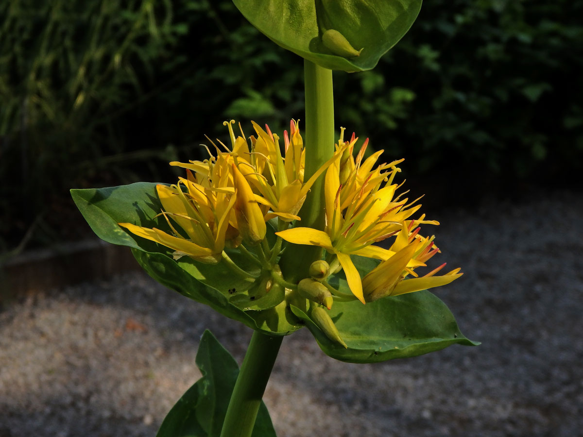 Hořec žlutý (Gentiana lutea L.)