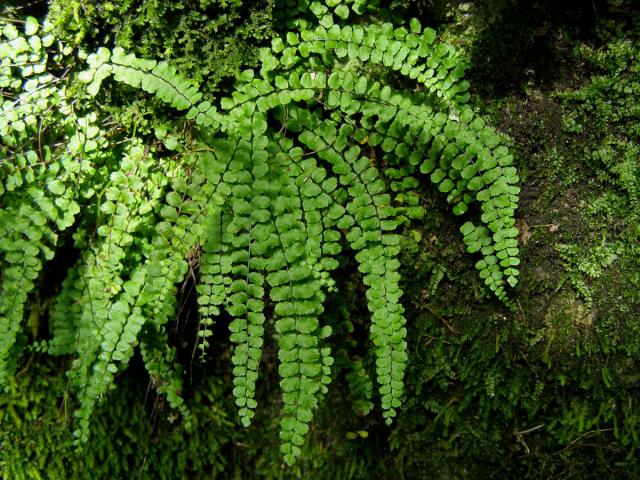 Sleziník červený (Asplenium trichomanes L.)