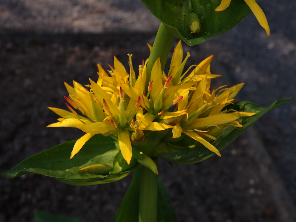 Hořec žlutý (Gentiana lutea L.)