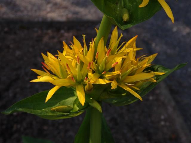 Hořec žlutý (Gentiana lutea L.)