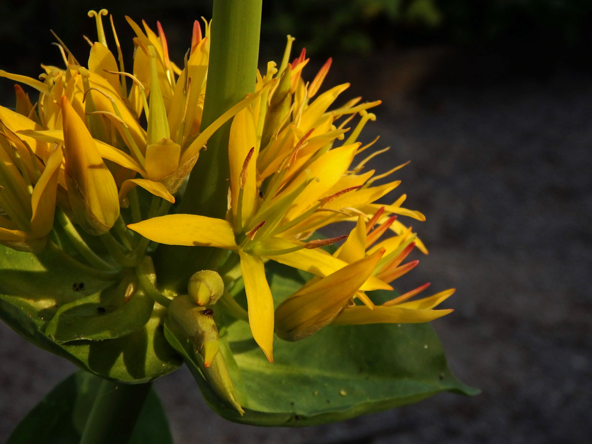 Hořec žlutý (Gentiana lutea L.)