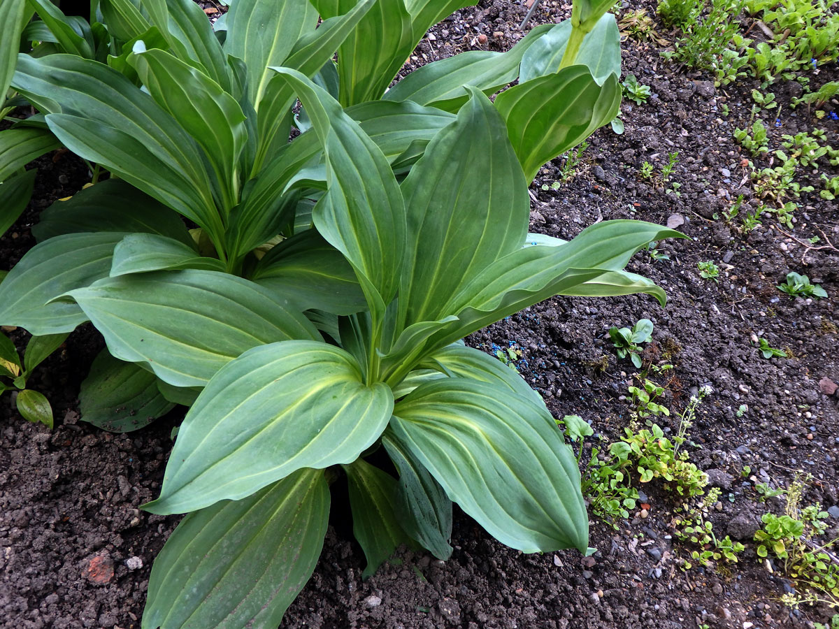 Hořec žlutý (Gentiana lutea L.)