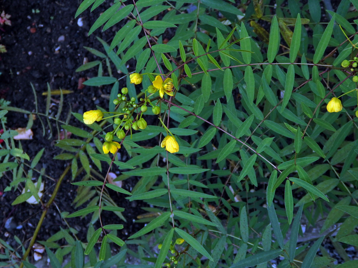 Senna alexandrina P. Mill.