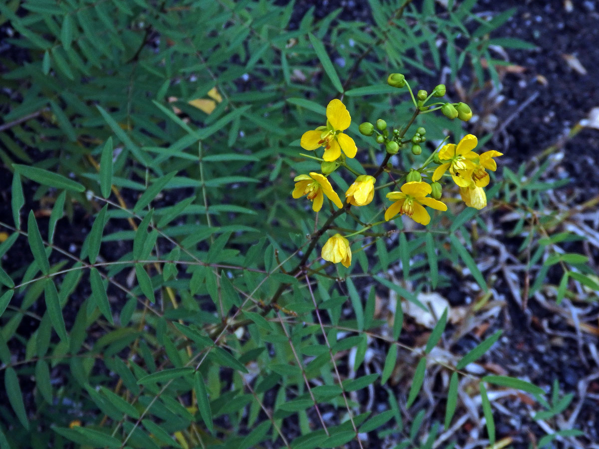 Senna alexandrina P. Mill.