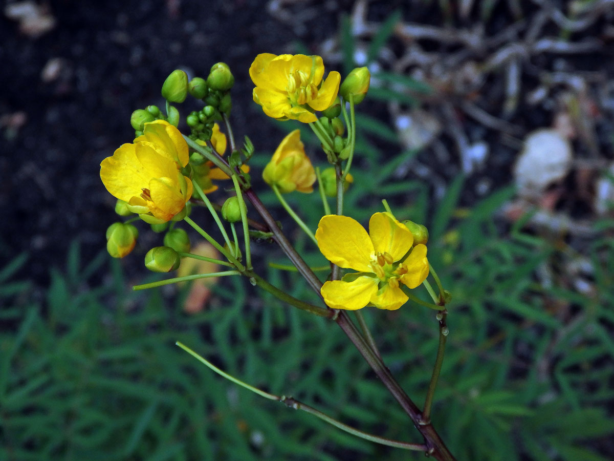 Senna alexandrina P. Mill.