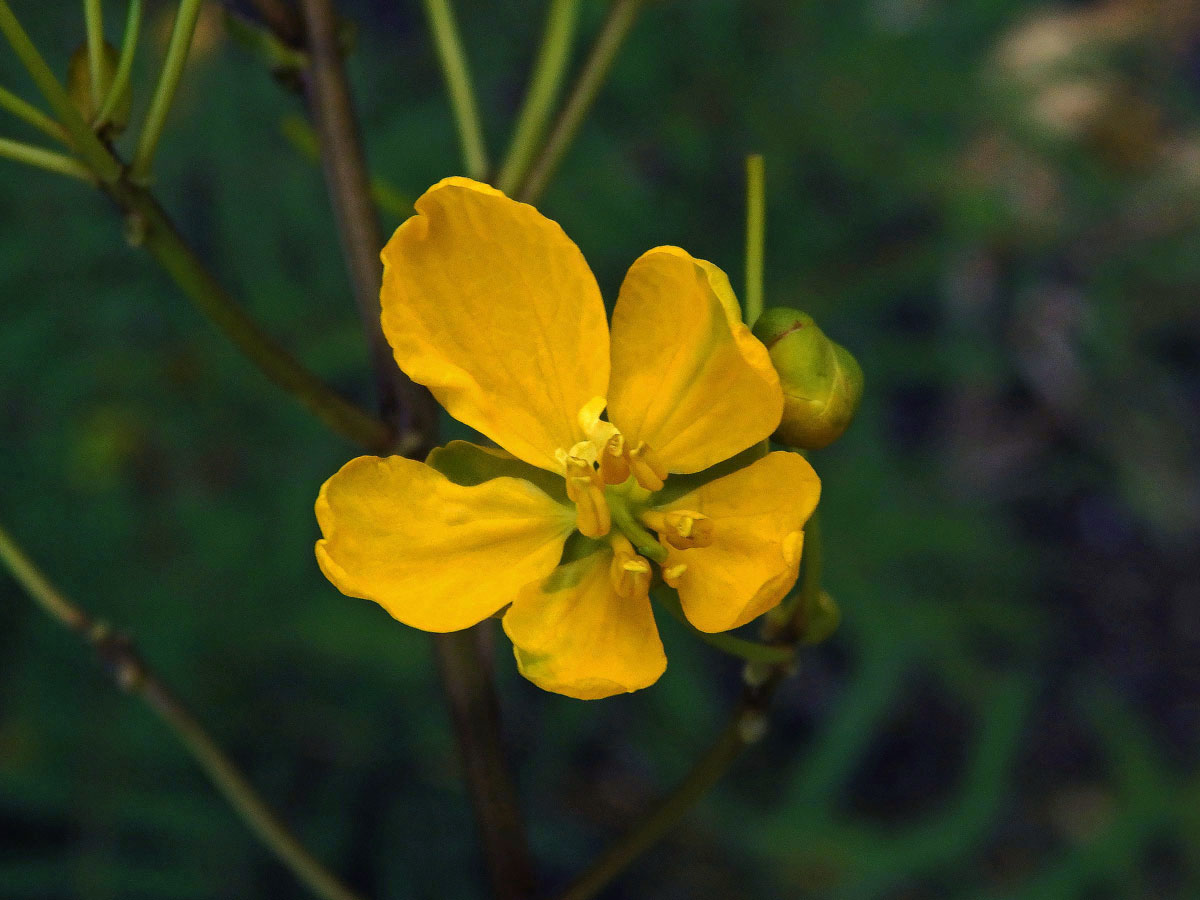 Senna alexandrina P. Mill.