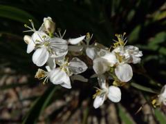 Libertia chilensis (Molina) Gunckel