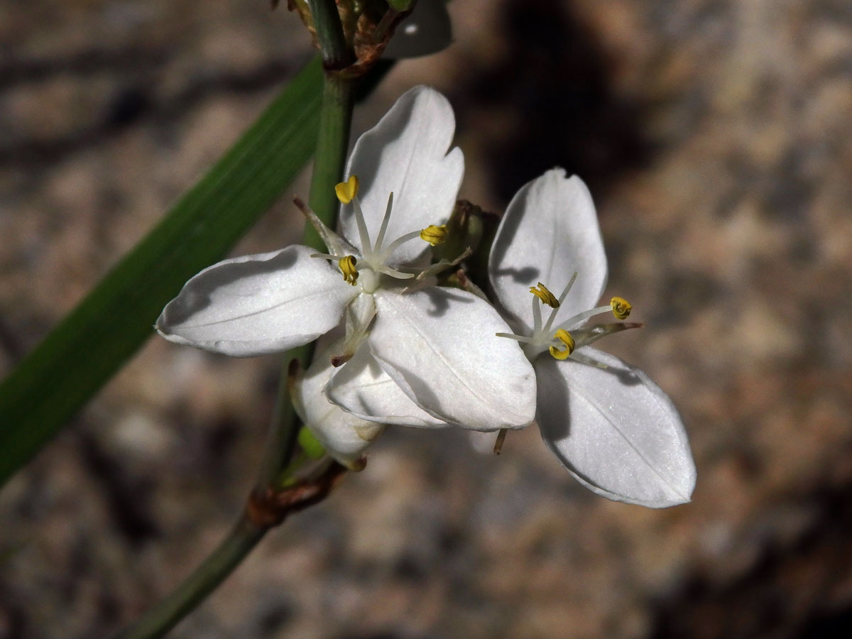 Libertia chilensis (Molina) Gunckel