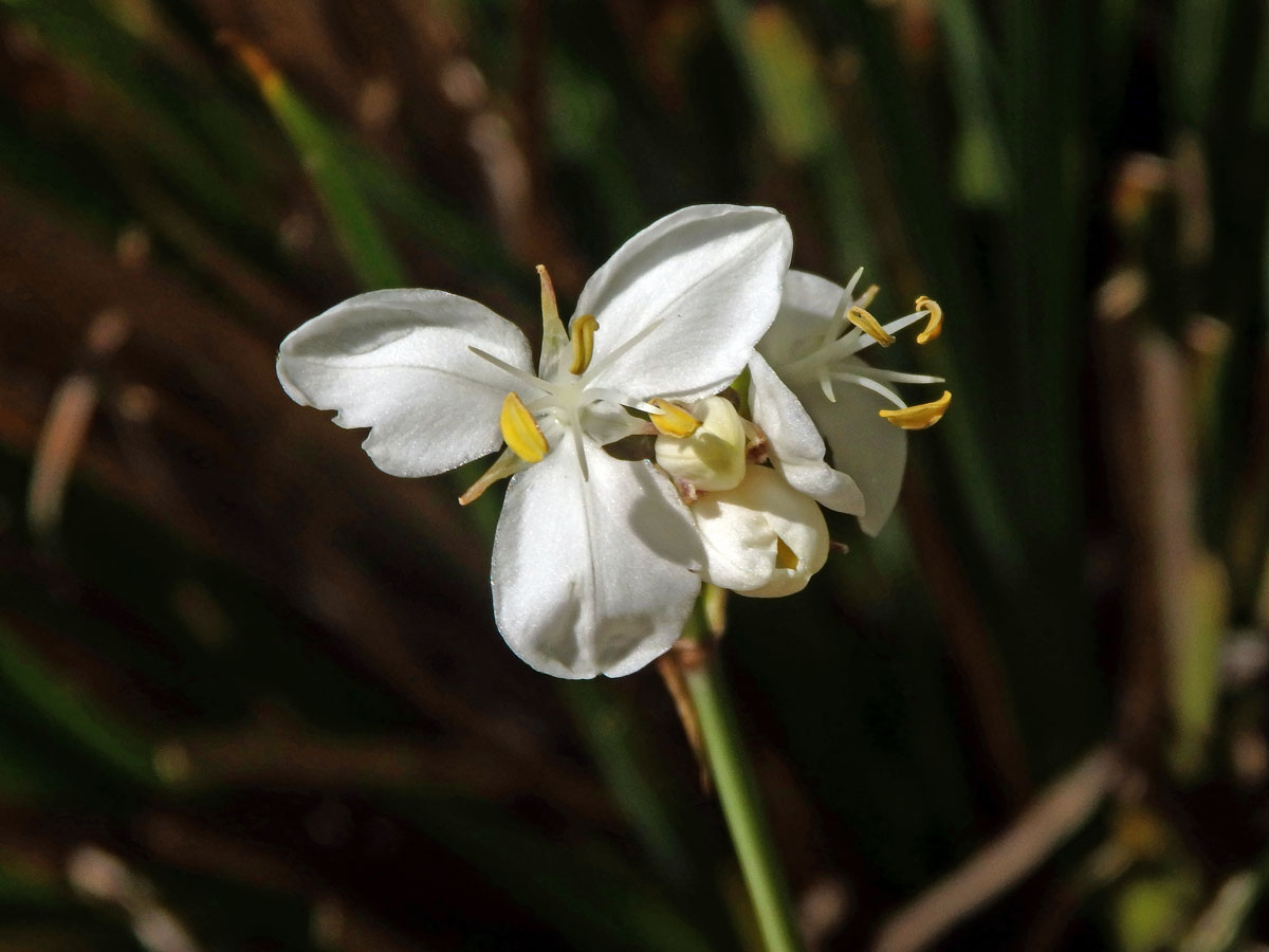 Libertia chilensis (Molina) Gunckel