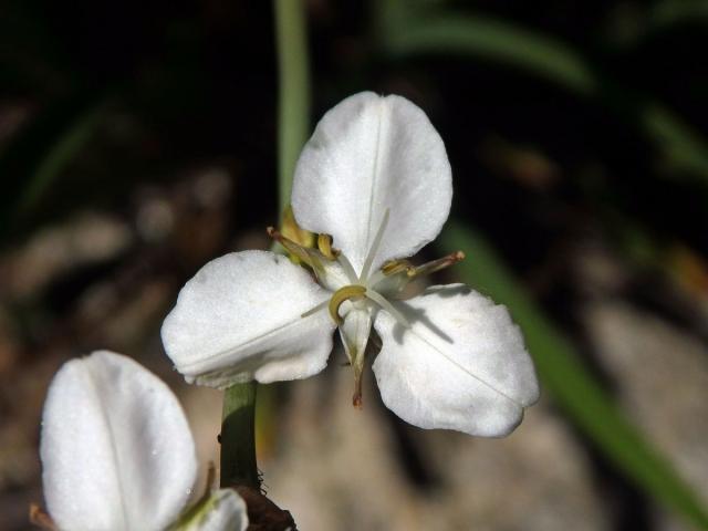 Libertia chilensis (Molina) Gunckel