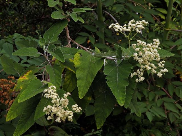 Parthenium tomentosum DC.