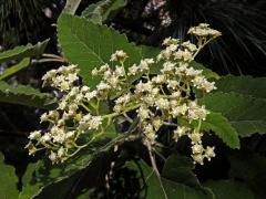 Parthenium tomentosum DC.