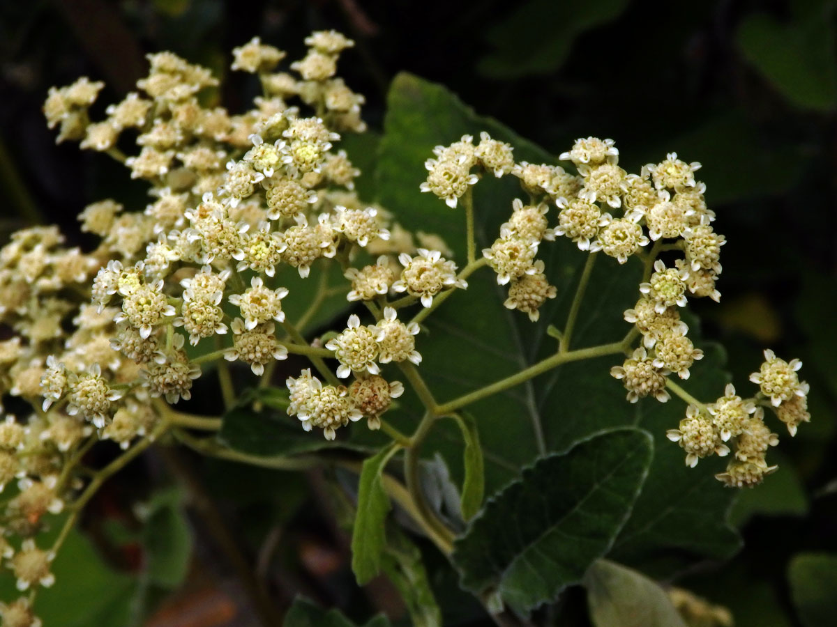 Parthenium tomentosum DC.