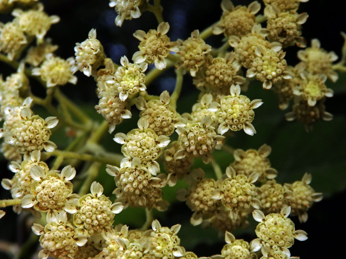 Parthenium tomentosum DC.