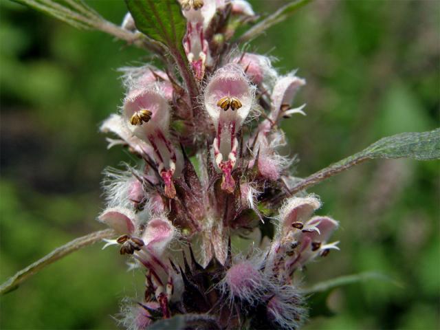 Srdečník obecný (Buřina srdečník) (Leonurus cardiaca L. s. l.)