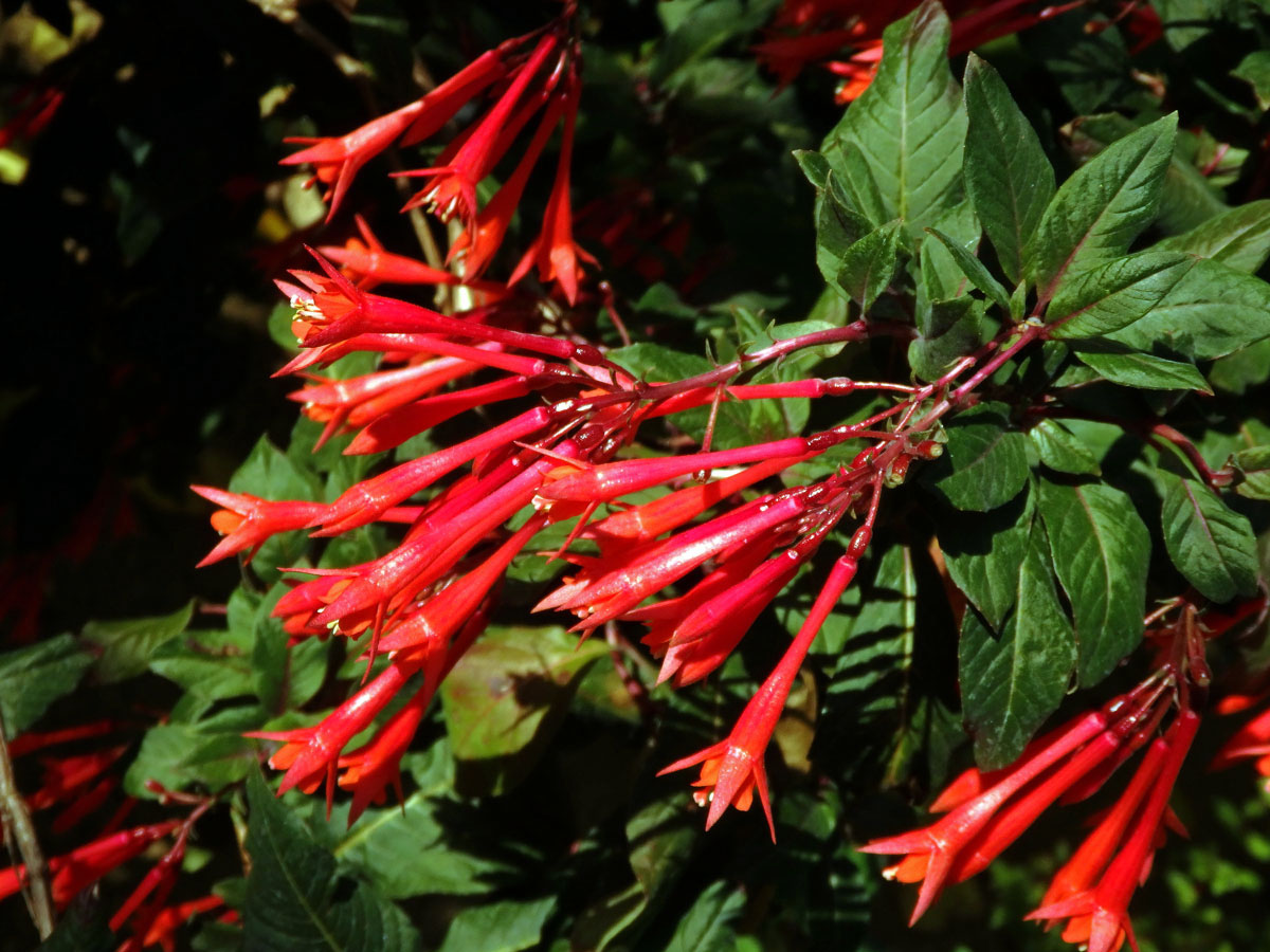 Fuchsie lesklá (Fuchsia fulgens DC.)