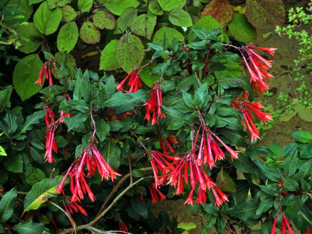 Fuchsie lesklá (Fuchsia fulgens DC.)