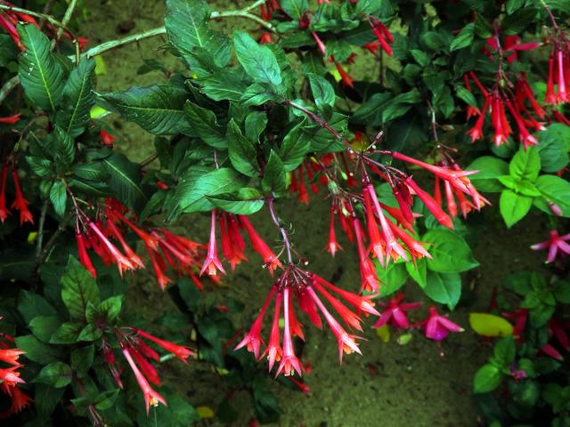 Fuchsie lesklá (Fuchsia fulgens DC.)