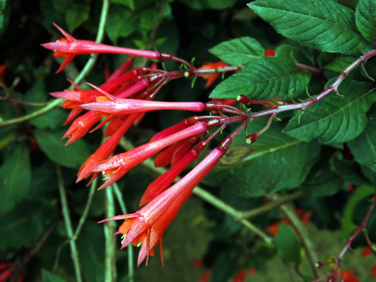 Fuchsie lesklá (Fuchsia fulgens DC.)