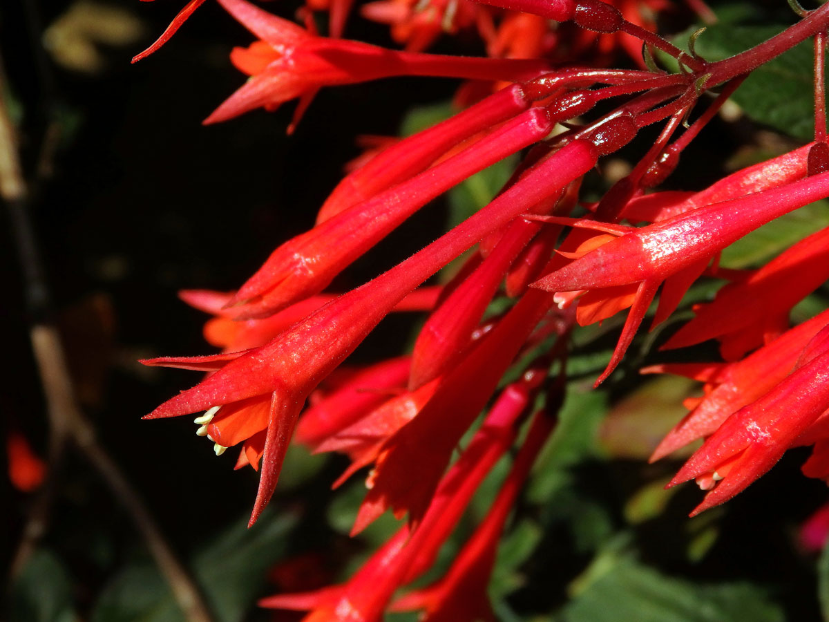 Fuchsie lesklá (Fuchsia fulgens DC.)