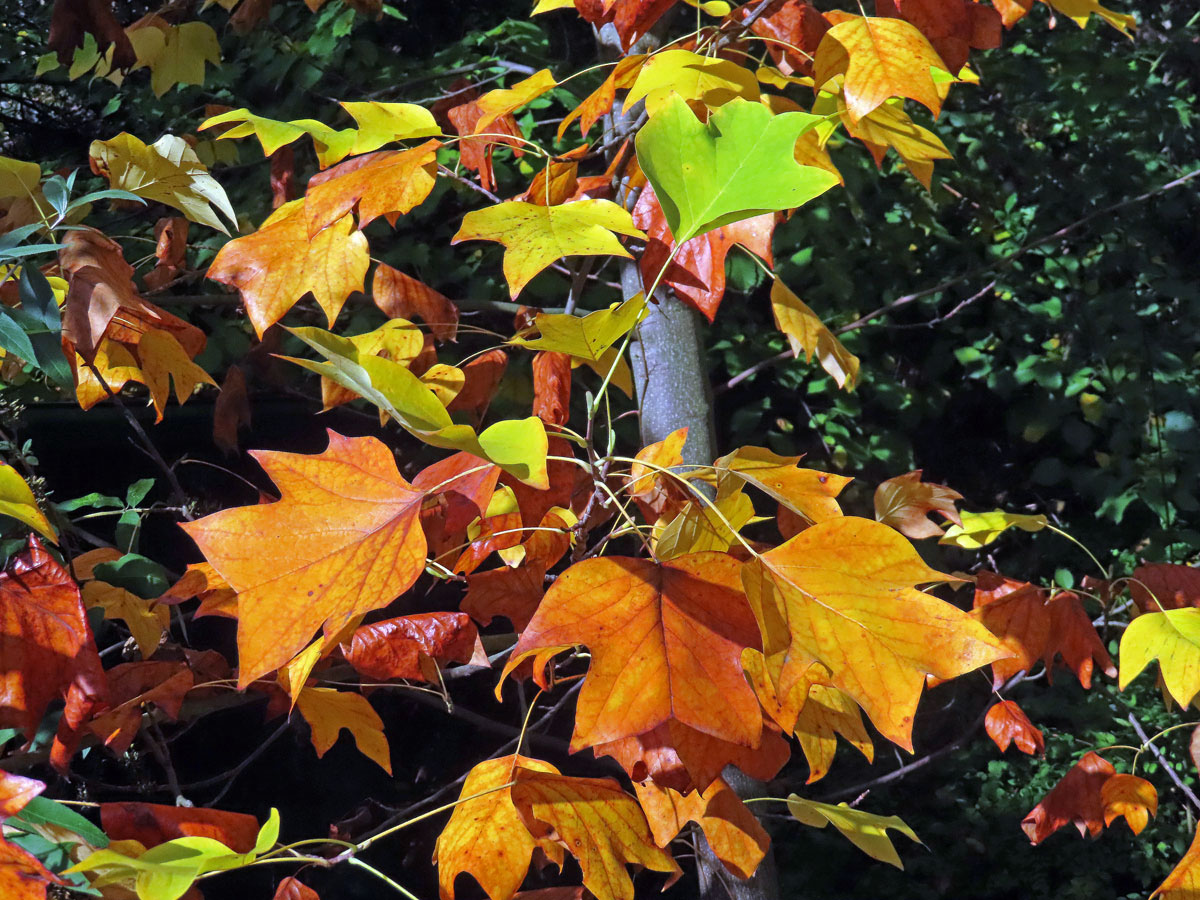 Liliovník tulipánokvětý (Liliodendron tulipifera L.)