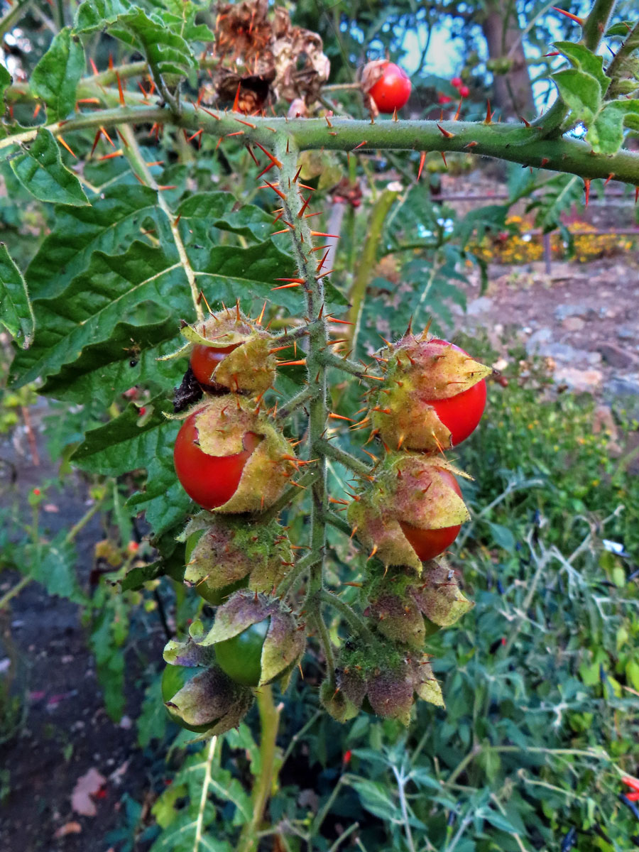 Lilek (Solanum sisymbrifolium Lam.)