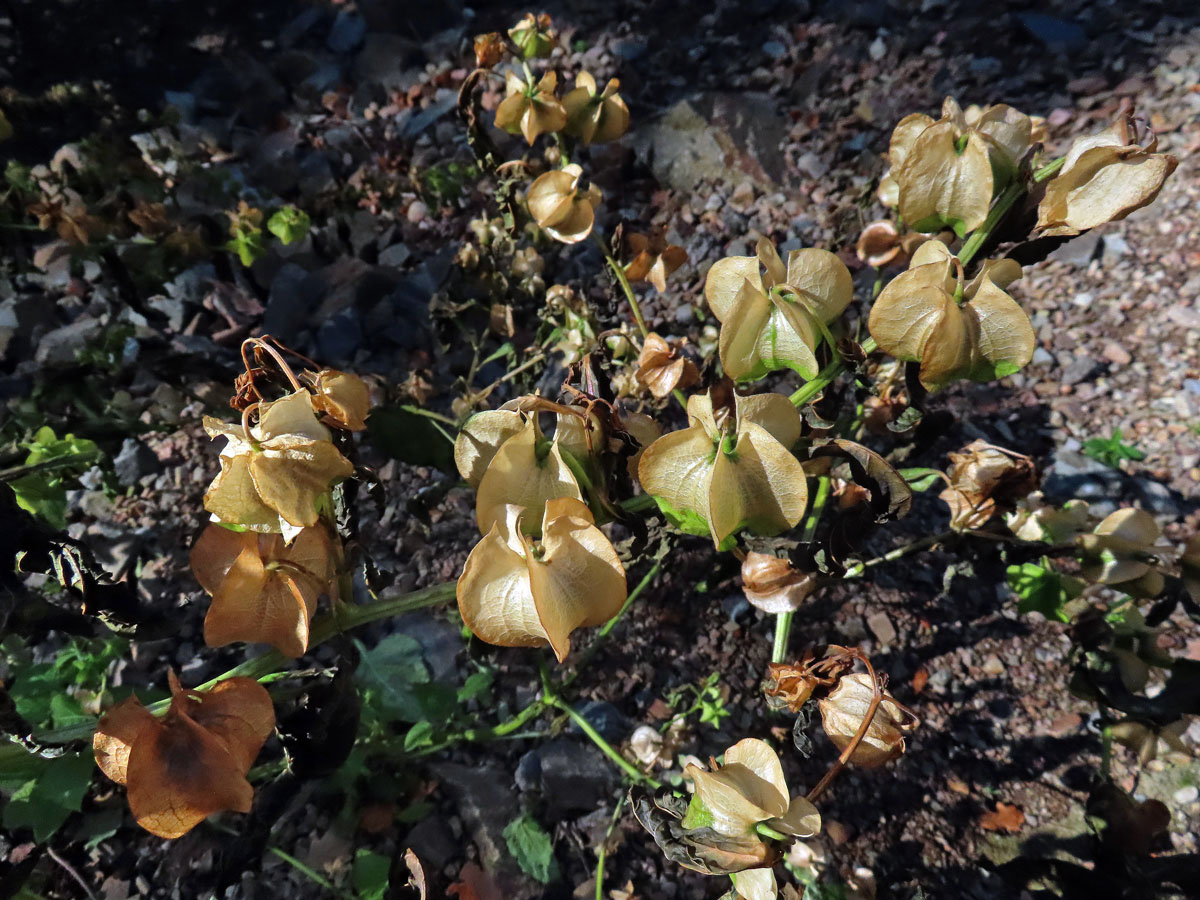 Lilík mochyňovitý (Nicandra physalodes (L.) Gaertn.)