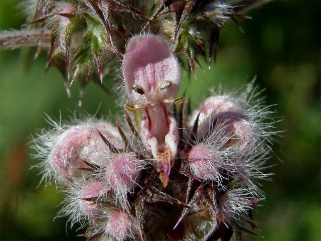 Srdečník obecný (Buřina srdečník) (Leonurus cardiaca L. s. l.)