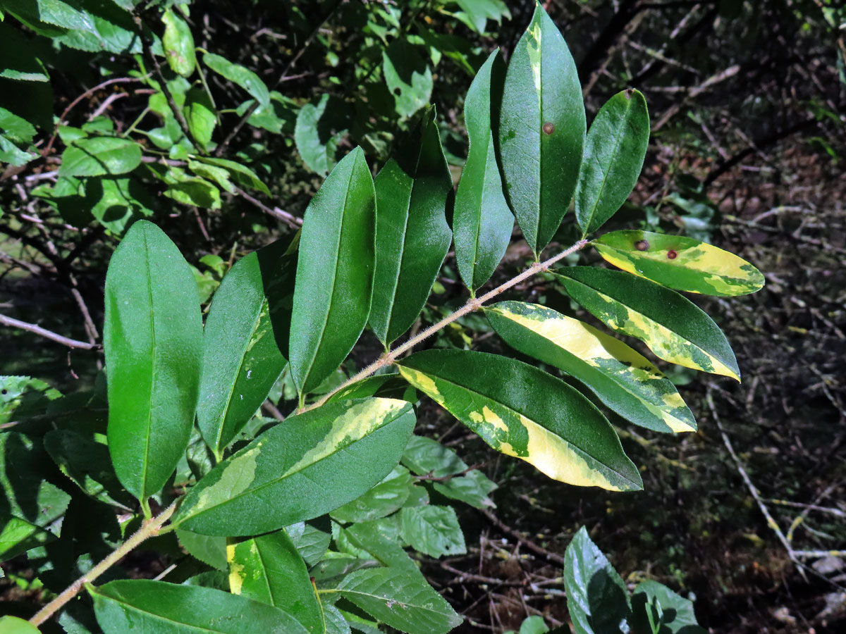 Chybění chlorofylu ptačího zobu obecného (Ligustrum vulgare L.)