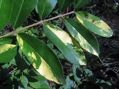 Chybění chlorofylu ptačího zobu obecného (Ligustrum vulgare L.)