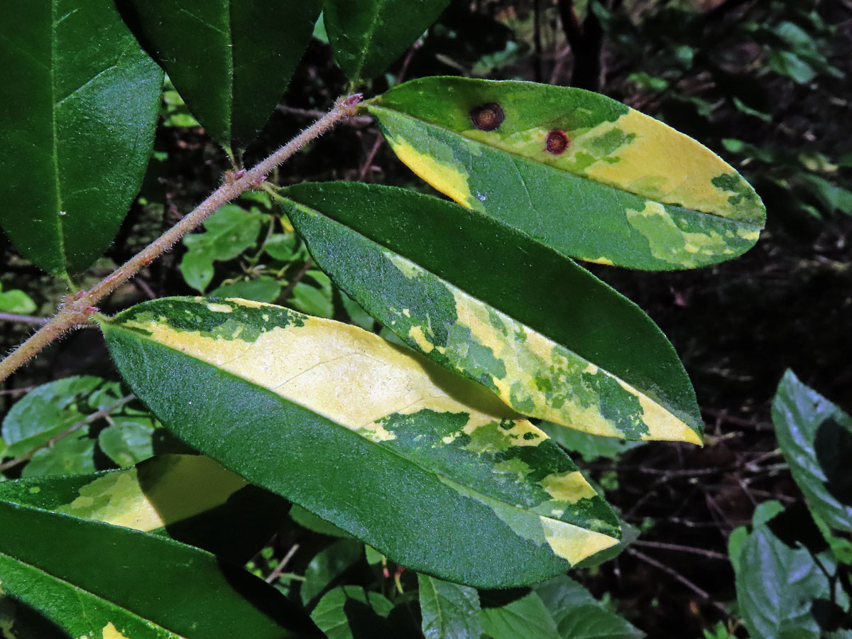 Chybění chlorofylu ptačího zobu obecného (Ligustrum vulgare L.)