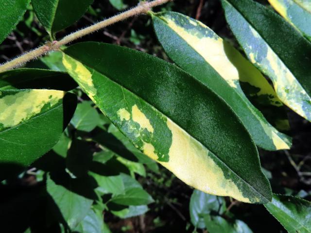 Chybění chlorofylu ptačího zobu obecného (Ligustrum vulgare L.)