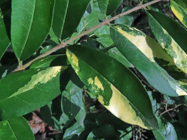 Chybění chlorofylu ptačího zobu obecného (Ligustrum vulgare L.)