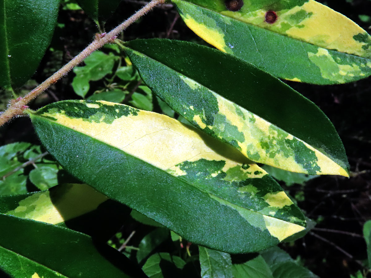 Chybění chlorofylu ptačího zobu obecného (Ligustrum vulgare L.)