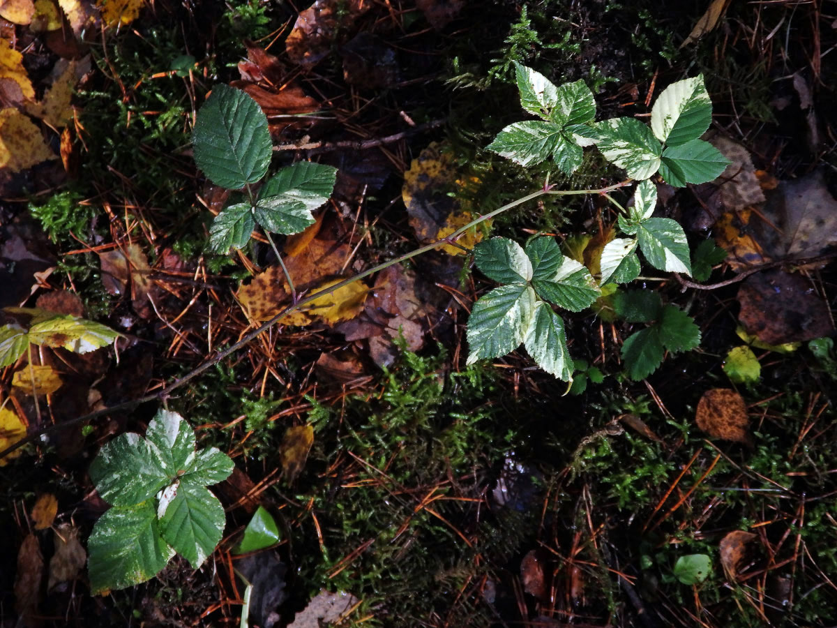 Ostružiník křovitý (Rubus fruticosus agg.) s panašovanými listy