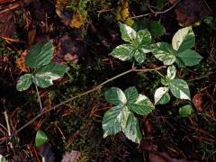 Ostružiník křovitý (Rubus fruticosus agg.) s panašovanými listy