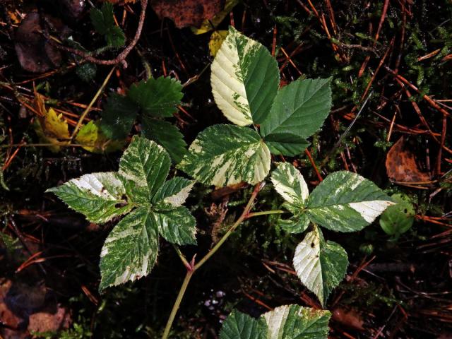 Ostružiník křovitý (Rubus fruticosus agg.) s panašovanými listy