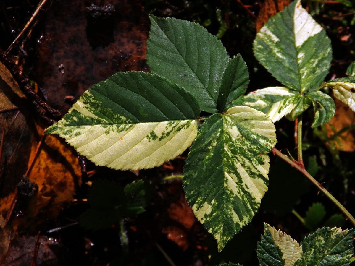 Ostružiník křovitý (Rubus fruticosus agg.) s panašovanými listy