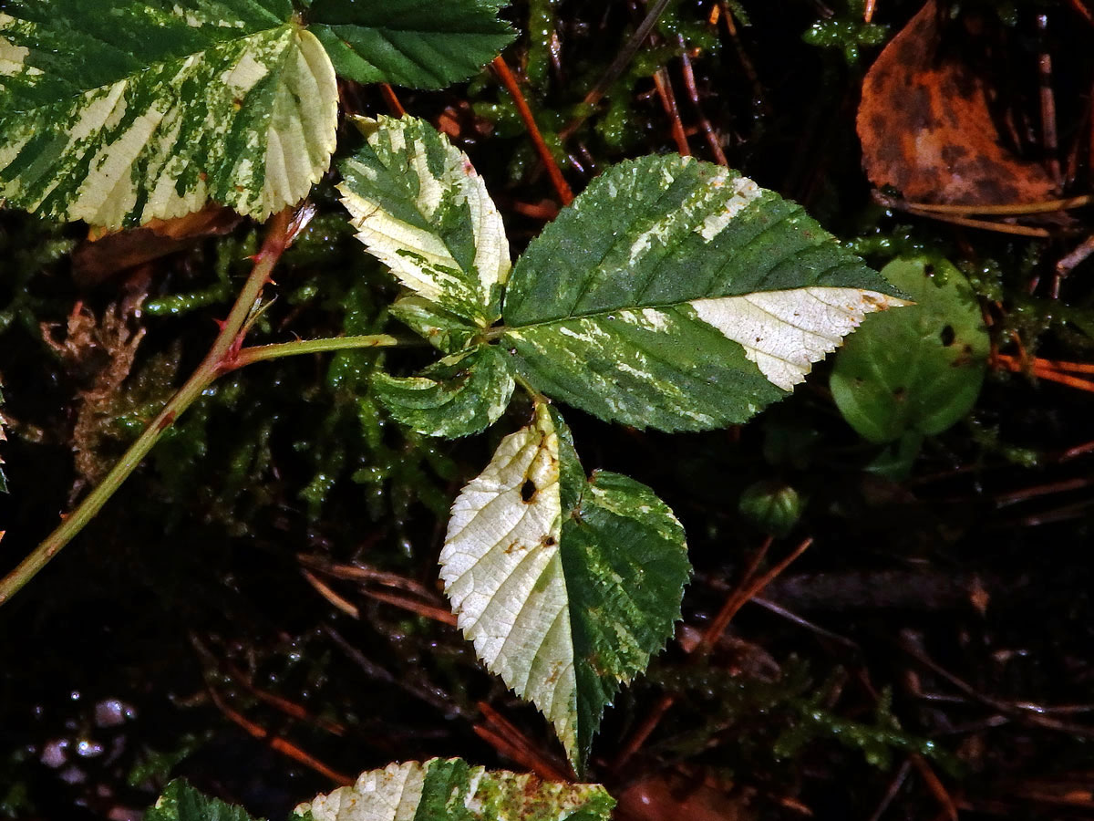 Ostružiník křovitý (Rubus fruticosus agg.) s panašovanými listy